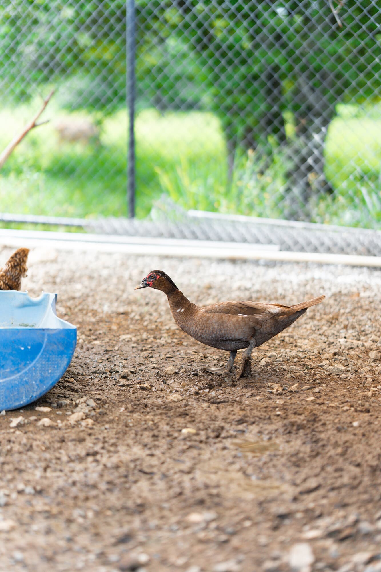 Tamarindo school farm animals — Muscovy ducks and chickens in their enclosure